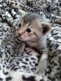 /album/fotogalerie-kitten/cam01202-jpg/