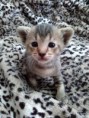 /album/fotogalerie-kitten/cam01208-jpg/