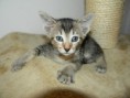 /album/fotogalerie-kitten/dscn1546-jpg/