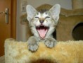 /album/fotogalerie-kitten/dscn1563-jpg/