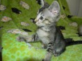 /album/fotogalerie-kitten/dscn1634-jpg/