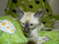 /album/aurel-sia-boy/dscn1624-jpg/