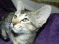 /album/fotogalerie-kitten/rscn1741-jpg/