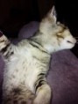 /album/fotogalerie-kitten/cam01315-jpg/