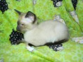 /album/aurel-sia-boy/dscn1800-jpg/
