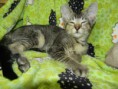 /album/fotogalerie-kitten/dscn1819-jpg/