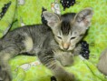 /album/fotogalerie-kitten/dscn1818-jpg/