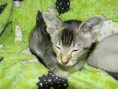 /album/fotogalerie-kitten/dscn1820-jpg/