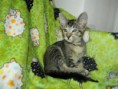 /album/fotogalerie-kitten/dscn1829-jpg/