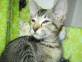 /album/fotogalerie-kitten/dscn1834-jpg/
