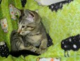 /album/fotogalerie-kitten/dscn1838-jpg/