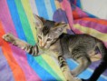 /album/fotogalerie-kitten/dscn1889-jpg/