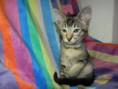 /album/fotogalerie-kitten/dscn1890-jpg/