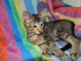 /album/fotogalerie-kitten/dscn1885-jpg/